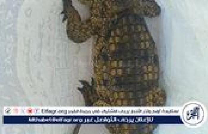 ذعر على شاطئ أبو تلات بالإسكندرية بعد ضبط تمساح صغير طوله متر