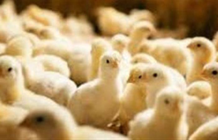 سعر الكتكوت الأبيض اليوم عمر يوم.. اعرف التفاصيل