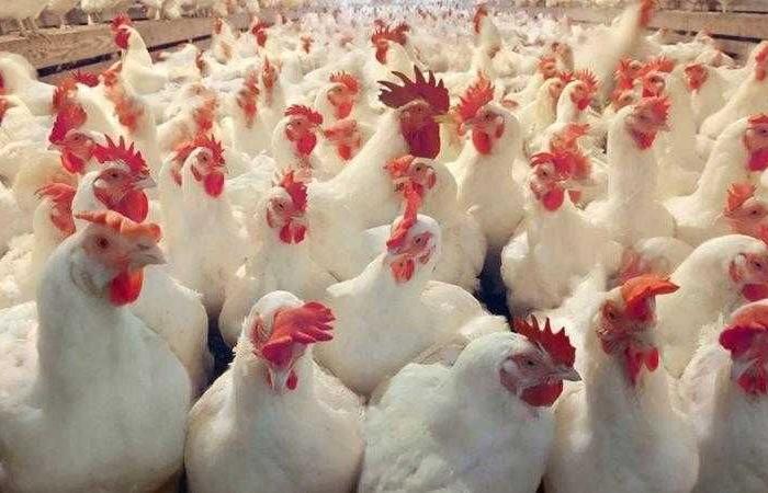 أسعار الدواجن والبيض في مصر اليوم السبت
