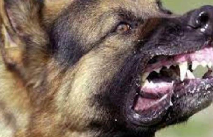 إصابة 4 أشخاص بينهم طفلتان في هجوم كلب ضال بكوم حمادة