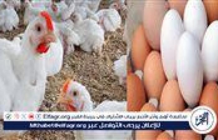 أسعار الفراخ والبيض اليوم الأحد 14 سبتمبر 2025 بأسواق الأقصر