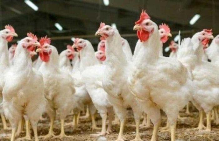 بكام النهاردة؟.. أسعار الفراخ البيضاء اليوم الأحد 14 سبتمبر 2025