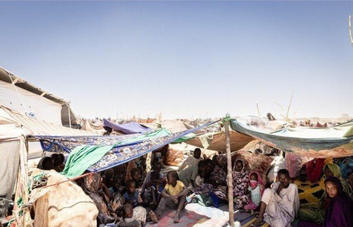 السودان.. مجاعة الفاشر تدفع السكان إلى أكل علف الحيوانات وسط عجز الإغاثة الأممية