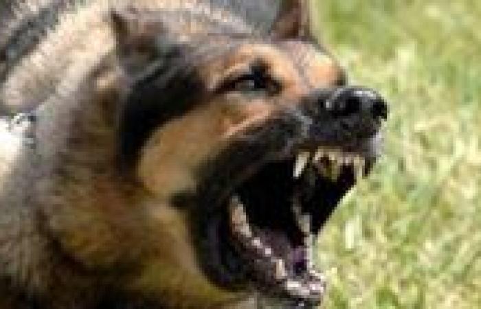 مصرع طفلة بعقر كلب داخل كمبوند بأكتوبر