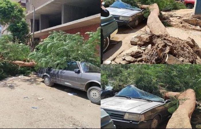 سقوط شجرة شارع الهلالي يضع حي شرق اسيوط في قفص الاتهام