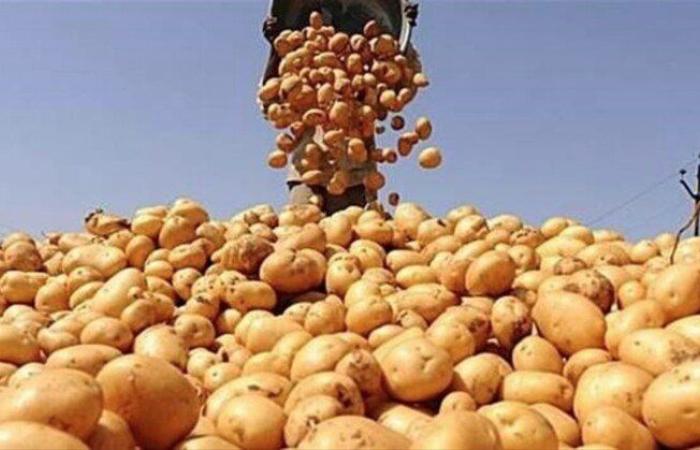 قرار حكومي بتعليق صادرات إحدى الشركات من البطاطس حتى هذا الموعد (تفاصيل)