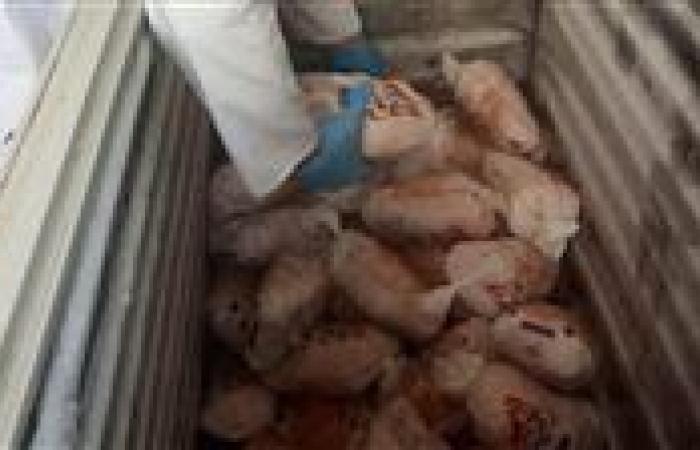ضبط نصف طن لحوم ودواجن وأسماك غير صالحة للاستهلاك الأدمى بالغربية