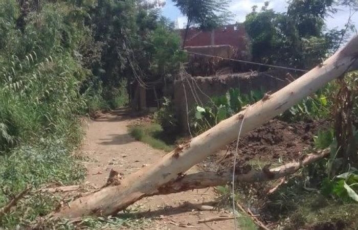 استجابة سريعة من الوحدة المحلية لسقوط شجرة بالمنوفية.