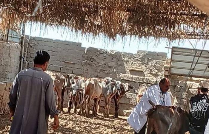 تحصين 204 ألف رأس ماشية ضد مرض الحمى القلاعية بالدقهلية