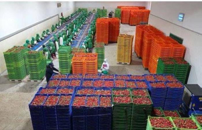 بين المغرب وبريطانيا.. خدمة بحرية  جديدة تختصر مسافة نقل الخضر والفواكه إلى يومين