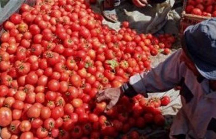 الغرف التجارية: ارتفاع أسعار الطماطم مؤقت.. والعودة للاستقرار مع بداية العروة الشتوية