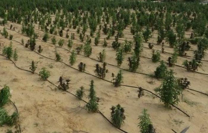 ضربة أمنية جديدة.. ضبط مزرعة مخدرات بقيمة 1.6 مليار جنيه في مصر