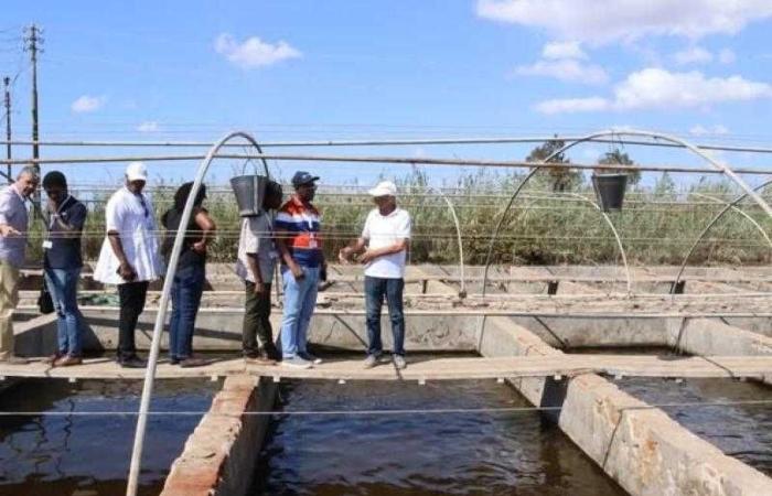 جهاز حماية وتنمية البحيرات والثروة السمكية: ختام البرنامج التدريبي لوفد غانا بمزرعة الزاوية
