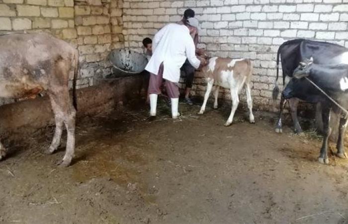بيطري الإسماعيلية يواصل تحصين رؤوس الماشية والتفتيش على الصيدليات البيطرية
