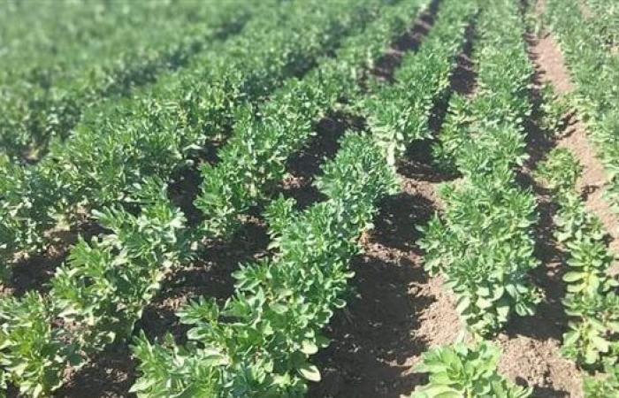 "المركزي للحشائش" ينظم دورة تدريبية بكفر الشيخ حول الاستخدام الآمن للمبيدات