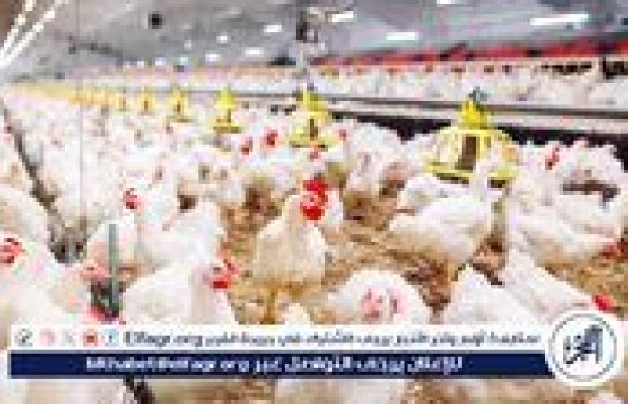 أسعار الدواجن والبيض اليوم في مصر.. استقرار نسبي مع اختلافات بين الأنواع