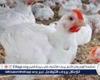 بورصة الدواجن.. أسعار الفراخ البيضاء اليوم الثلاثاء 19-8-2025 في قنا