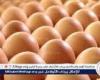 أسعار طبق البيض اليوم الاربعاء 20-8-2025 في قنا