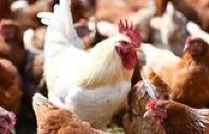 بالبلدي: أسعار
      الدواجن
      والبيض
      اليوم
      الأحد
      6
      -
      7
      -
      2025