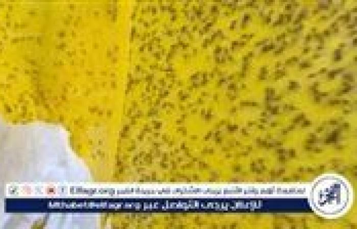 إعلام عبري: ذباب مصري يغزو حيفا ويثير الذعر في الأحياء الراقية (تفاصيل)