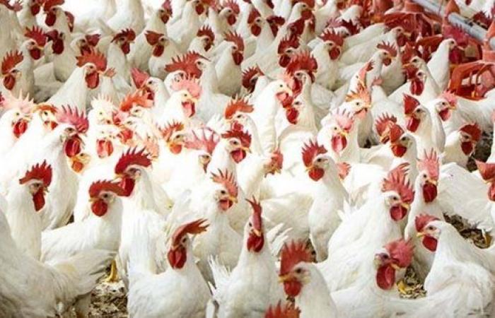 بورصة الدواجن| سعر الفراخ والبيض فى الأسواق مساء اليوم الاثنين 7 يوليو 2025