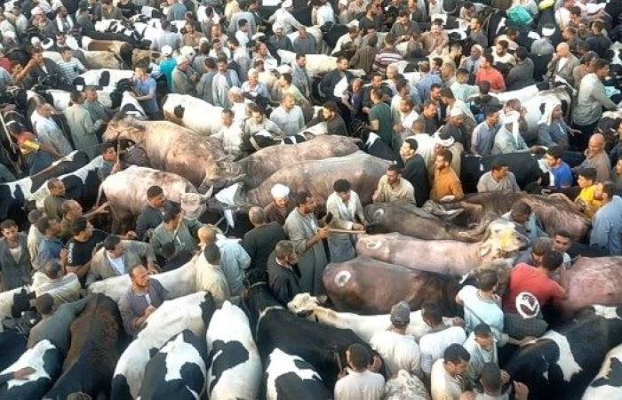 القبض على مستأجر سوق الماشية بدمنهور بتهمة تقديم خطاب مزور بقيمة 41 مليون جنيه