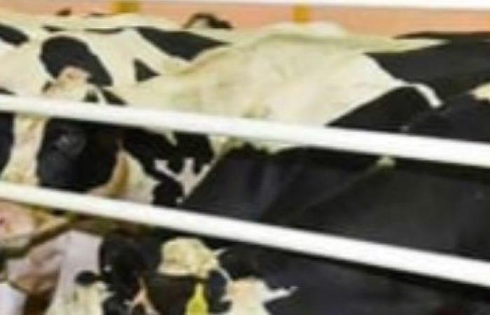 انطلاق الحملة القومية الثانية لتحصين الماشية ضد "الحمى" بالبحيرة