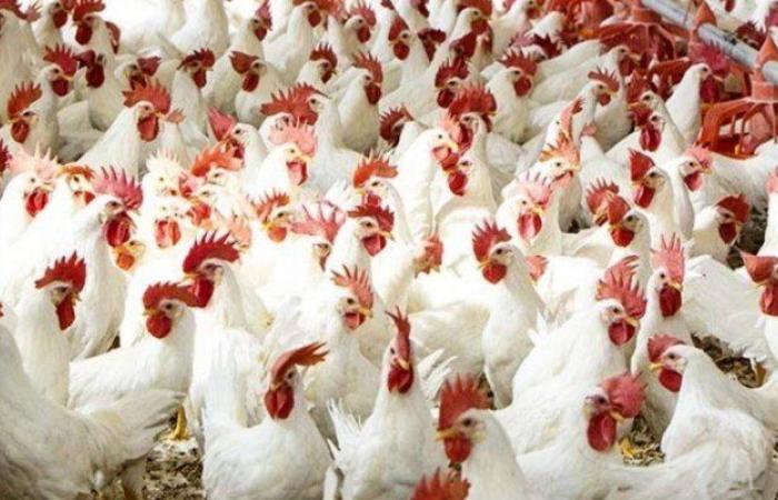 أسعار الدواجن والبيض الجمعة 11 يوليو 2025 في الأسواق