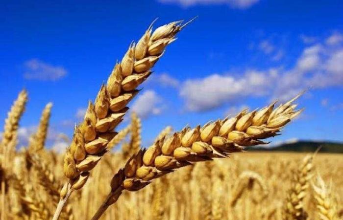 توقعات
      بارتفاع
      إنتاج
      القمح
      الأوروبي
      إلى
      130
      مليون
      طن - غاية السعودية