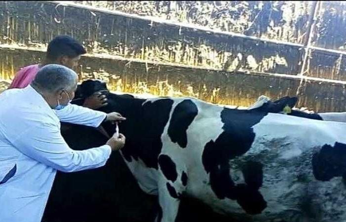 الزراعة تطلق أعمال الحملة القومية لتحصين الماشية ضد مرضي الحمى القلاعية والوادي المتصدع على مستوى الجمهورية