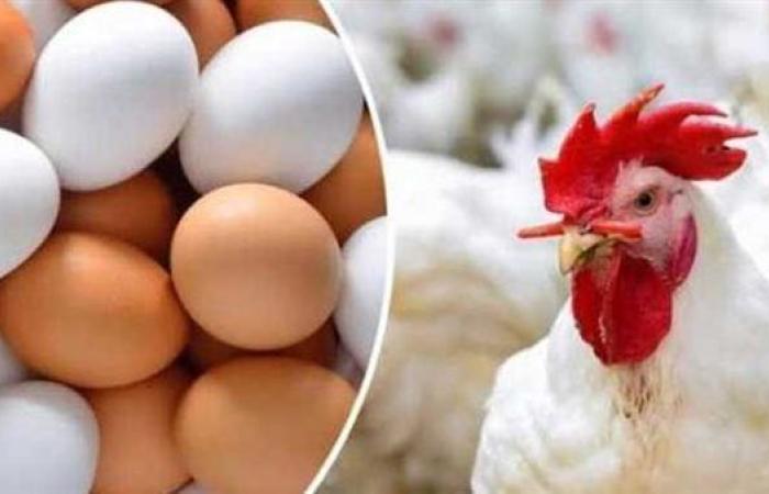 أسعار الدواجن والبيض مساء اليوم 12 يوليو 2025