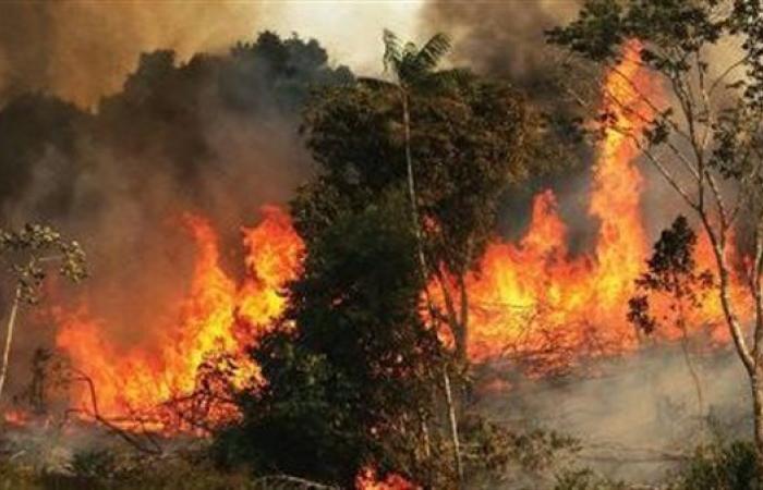 وزير الطوارئ السوري: إخماد حرائق اللاذقية بالكامل وتحذير من تداعيات طويلة الأمد