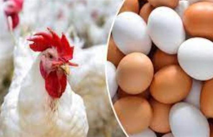 بورصة الدواجن اليوم.. سعر الفراخ مساء اليوم الأربعاء 16 يوليو 2025