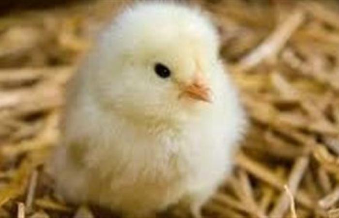 بعد الارتفاع الجديدة.. سعر الكتكوت الأبيض اليوم عمر يوم الخميس 17-7-2025