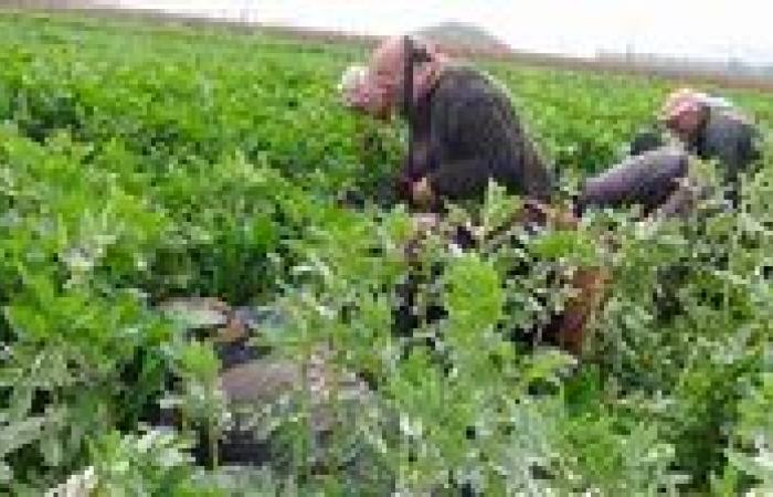 دعم فني وسعر عادل وخطة توسع.. الزراعة التعاقدية تمضي نحو تعظيم الإنتاج المصري
