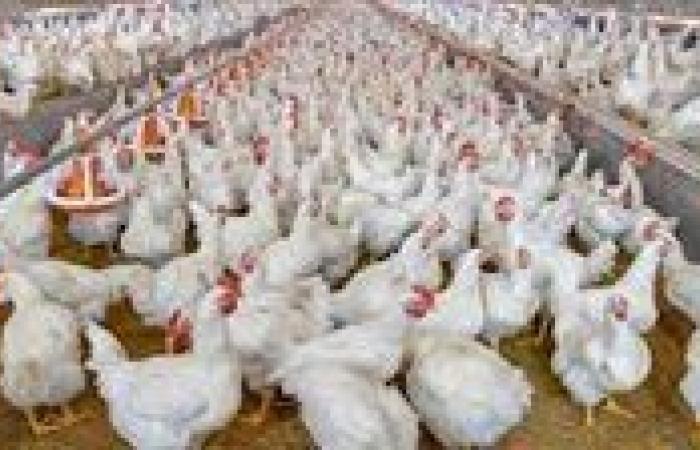 65 جنيه سعر الفراخ الحمراء.. تعرف على اسعار الفراخ اليوم
