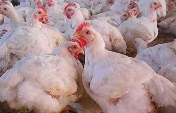 أسعار  الدواجن والبيض في الأسواق المحلية اليوم السبت
